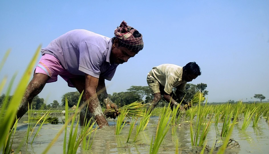 Healthy green rice plants in a field